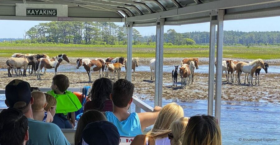 1 from chincoteague island assateague island boat tour From Chincoteague Island: Assateague Island Boat Tour