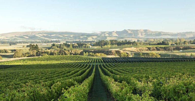 From Christchurch: Guided Local Wine Tours in Waipara