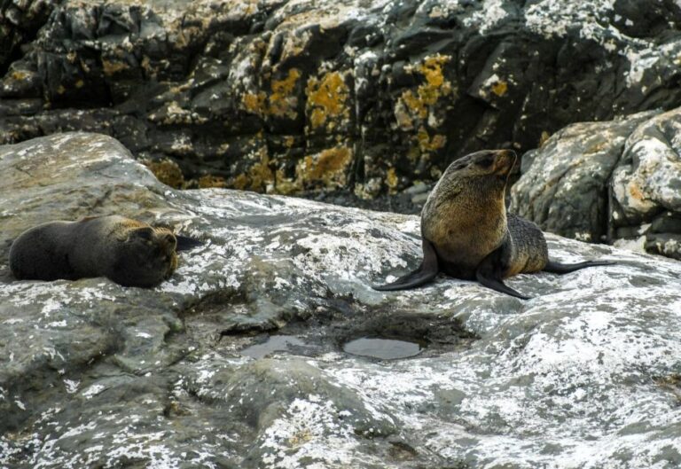 From Christchurch: Kaikoura Day Tour With Dolphin Cruise