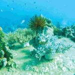 1 from da nang hoi an cham island snorkeling private tour From Da Nang/ Hoi An: Cham Island Snorkeling Private Tour