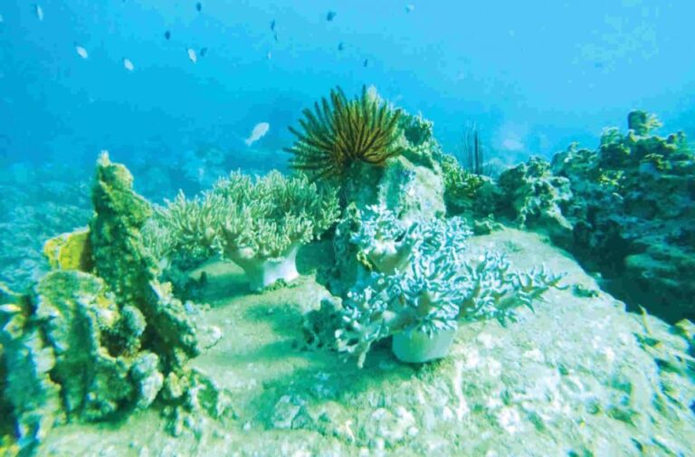 From Da Nang/ Hoi An: Cham Island Snorkeling Private Tour