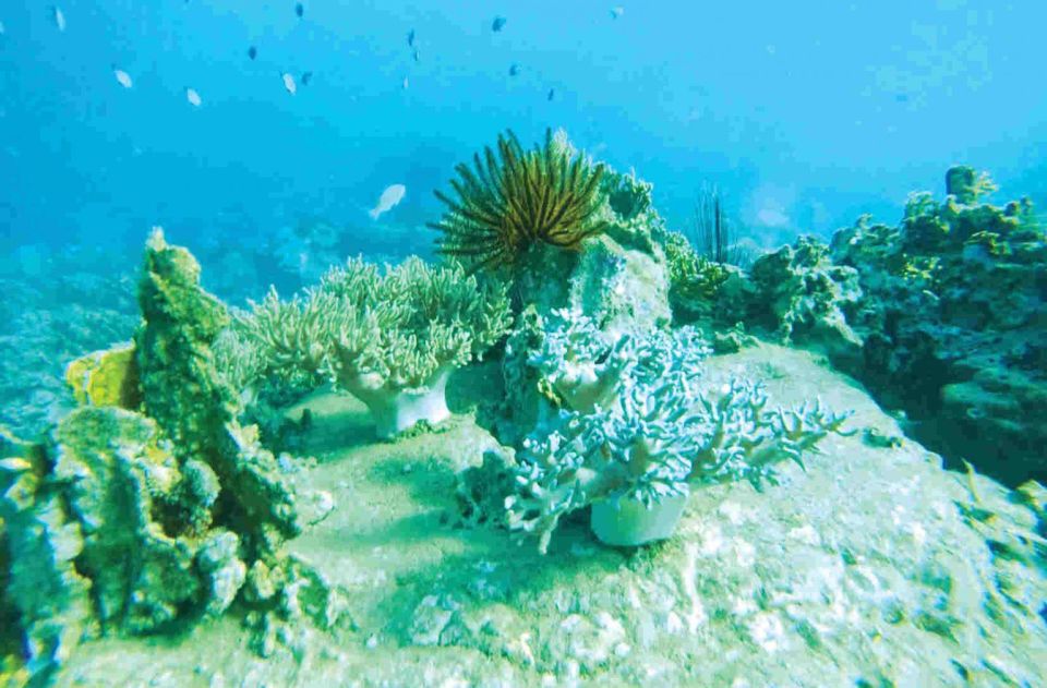 1 from da nang hoi an cham island snorkeling private tour From Da Nang/ Hoi An: Cham Island Snorkeling Private Tour