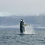 1 from dalvik arctic whale watching in northern iceland From Dalvik: Arctic Whale Watching in Northern Iceland