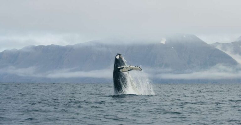 From Dalvik: Arctic Whale Watching in Northern Iceland