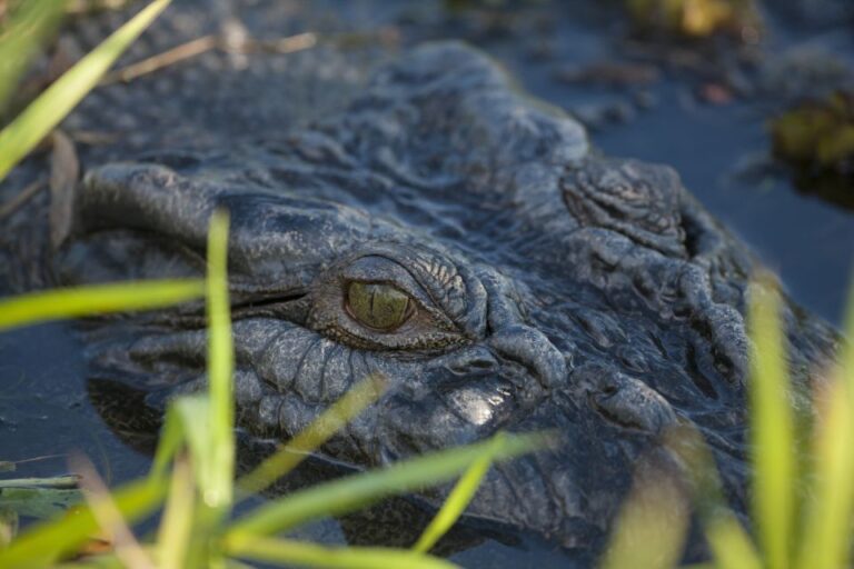 From Darwin: Spectacular Jumping Crocodile Half Day Tour