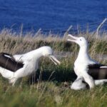 1 from dunedin city otago peninsula albatross guided tour From Dunedin: City, Otago Peninsula & Albatross Guided Tour