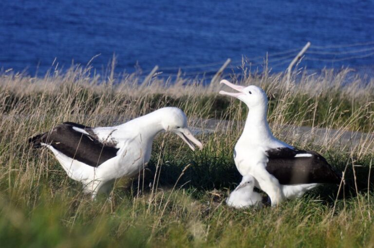From Dunedin: City, Otago Peninsula & Albatross Guided Tour