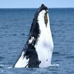 1 from fremantle 2 hour luxury whale watching cruise From Fremantle: 2-Hour Luxury Whale-Watching Cruise