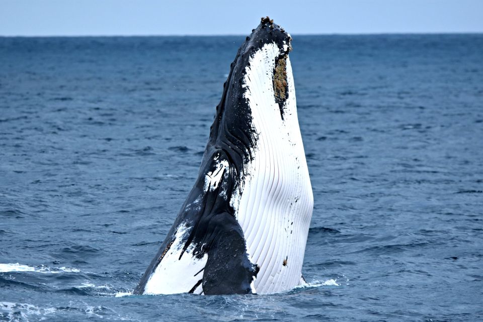 1 from fremantle 2 hour luxury whale watching cruise From Fremantle: 2-Hour Luxury Whale-Watching Cruise