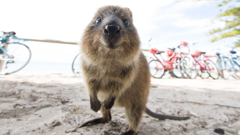 From Fremantle: Return Rottnest Island Ferry Ticket