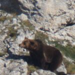 1 from gijon oviedo or pola de somiedo brown bear spotting From Gijón, Oviedo or Pola De Somiedo: Brown Bear Spotting