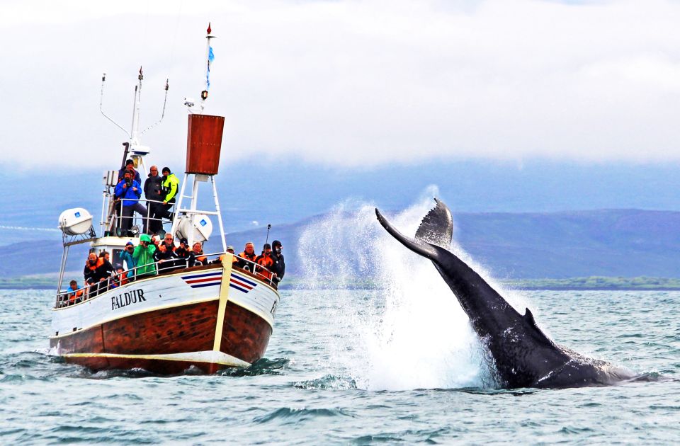 From Húsavík: Traditional Whale Watching Tour - Booking Information and Policies