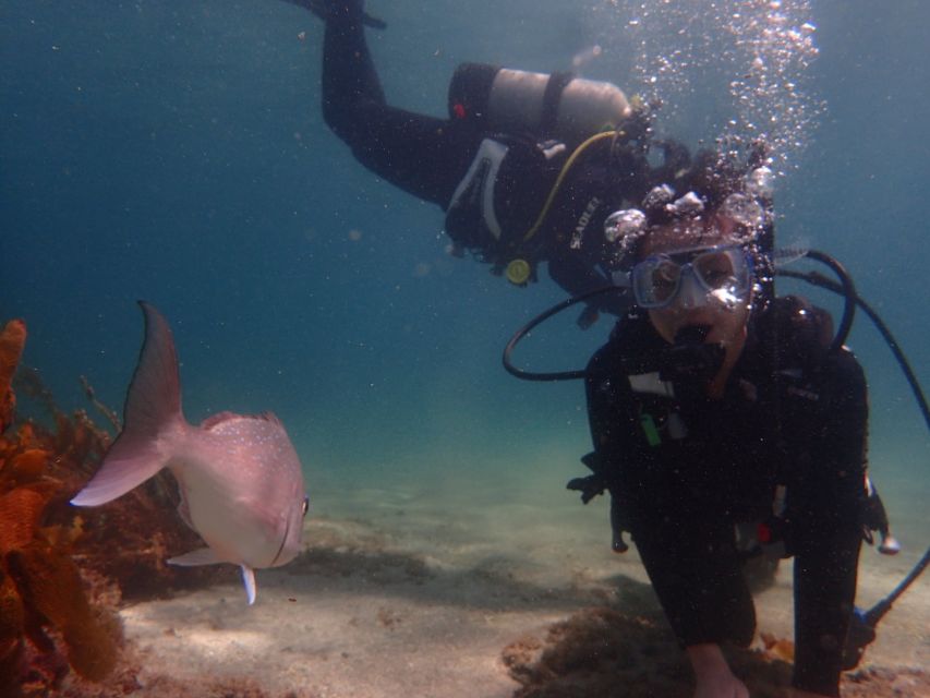 1 from leigh goat island try scuba diving From Leigh: Goat Island Try Scuba Diving Experience