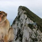 1 from malaga gibraltar rock and caves full day tour From Málaga: Gibraltar Rock and Caves Full-Day Tour