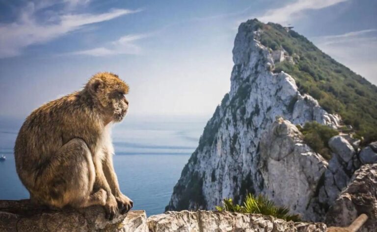 From Málaga/Torremolinos/Benalmádena: Day Trip to Gibraltar