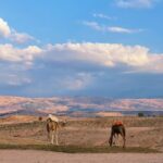 1 from marrakesh agafay desert sunset camel ride and dinne From Marrakesh: Agafay Desert Sunset, Camel Ride, and Dinne