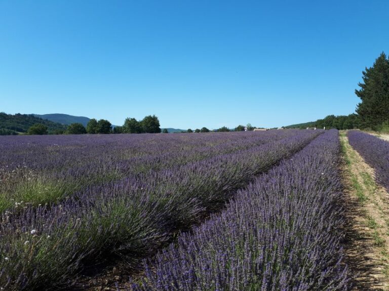 From Marseille: Valensole Lavenders Tour From Cruise Port