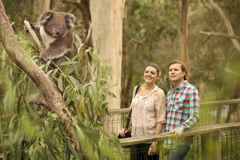 1 from melbourne penguin parade and koalas tour From Melbourne: Penguin Parade and Koalas Tour