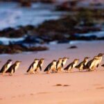1 from melbourne phillip island penguin parade eco tour From Melbourne: Phillip Island Penguin Parade Eco Tour