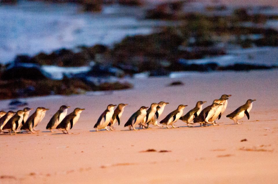 1 from melbourne phillip island penguin parade eco tour From Melbourne: Phillip Island Penguin Parade Eco Tour