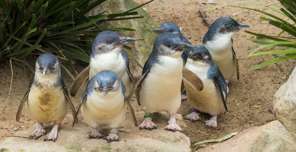 1 from melbourne puffing billy and penguin parade combo tour From Melbourne: Puffing Billy and Penguin Parade Combo Tour