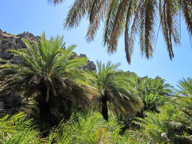 From Rethymno: Preveli Palm Forest Hike and Beach Day Trip