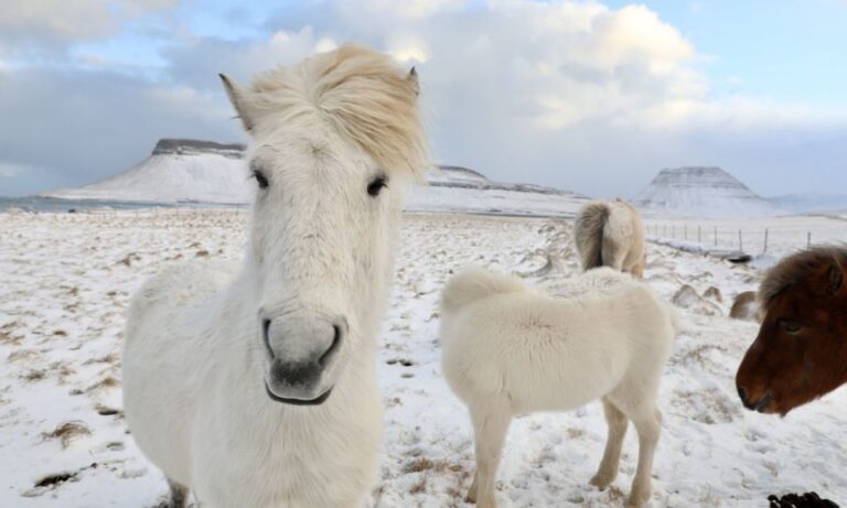 From Reykjavík: Full-day Golden Circle & Horse Riding Tour