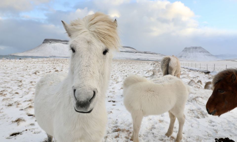 1 from reykjavik full day golden circle horse riding tour From Reykjavík: Full-day Golden Circle & Horse Riding Tour