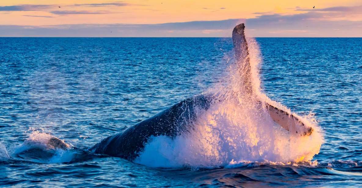 From Reykjavik: Full Day Whale Watching & Golden Circle Tour - Activity Highlights