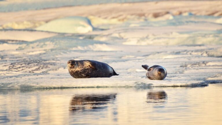 From Reykjavik: Glacier Lagoon Small Group Tour