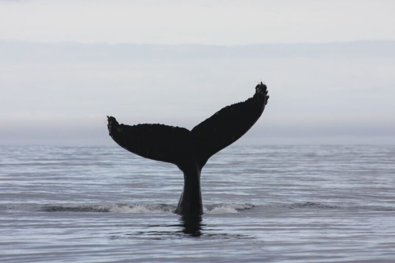 From Reykjavik: Whale and Puffin Watching RIB Boat Tour