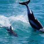 1 from reykjavik whale watching tour by fast catamaran From Reykjavik: Whale Watching Tour by Fast Catamaran