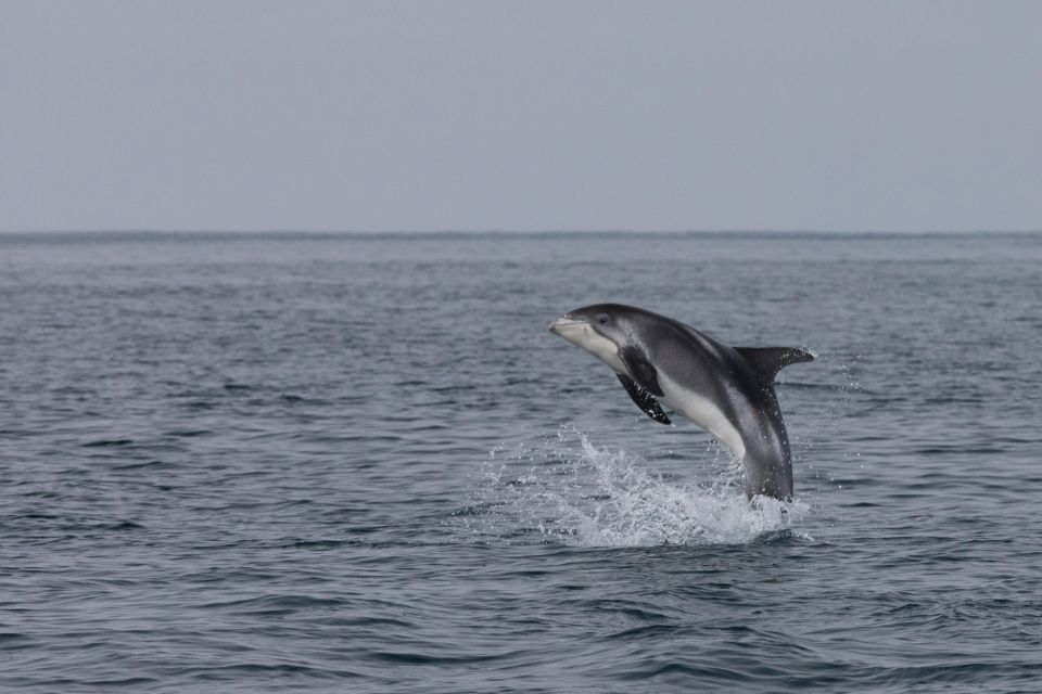 1 from reykjavik whales and northern lights boat tour From Reykjavik: Whales and Northern Lights Boat Tour