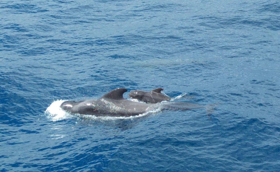 1 from san juan beach marine life cruise From San Juan Beach : Marine Life Cruise