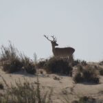 1 from seville donana national park tour From Seville: Doñana National Park Tour