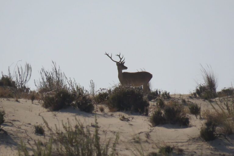 From Seville: Doñana National Park Tour