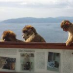 1 from seville full day private tour of gibraltar From Seville: Full-Day Private Tour of Gibraltar