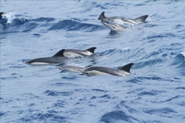 From Seville: Gibraltar Dolphins Watching Day Trip