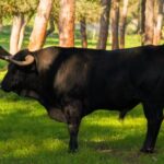 1 from seville half day bull breeding farm tour From Seville: Half-Day Bull Breeding Farm Tour