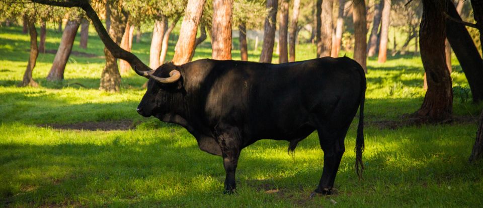 1 from seville half day bull breeding farm tour From Seville: Half-Day Bull Breeding Farm Tour