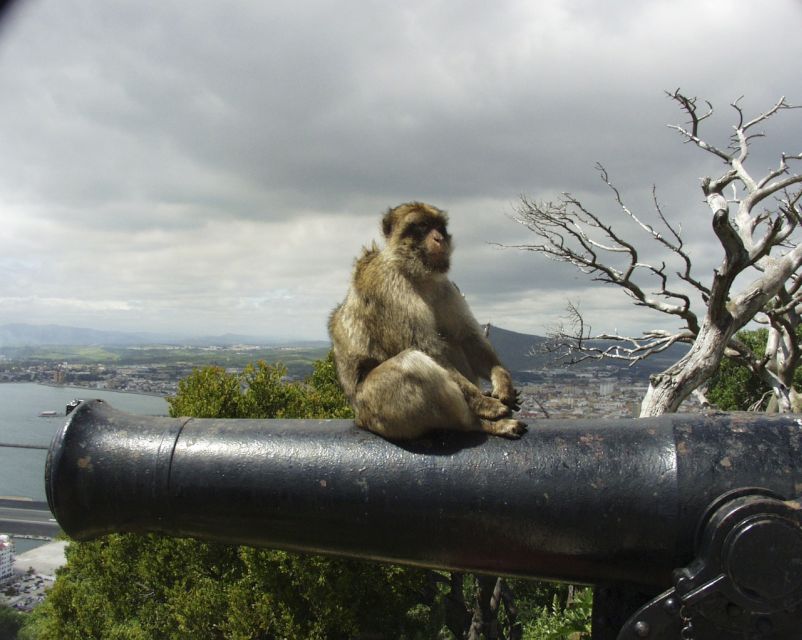 1 from seville private tour of gibraltar From Seville: Private Tour of Gibraltar