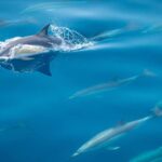 1 from tauranga half day swimming with dolphins tour From Tauranga: Half-Day Swimming With Dolphins Tour
