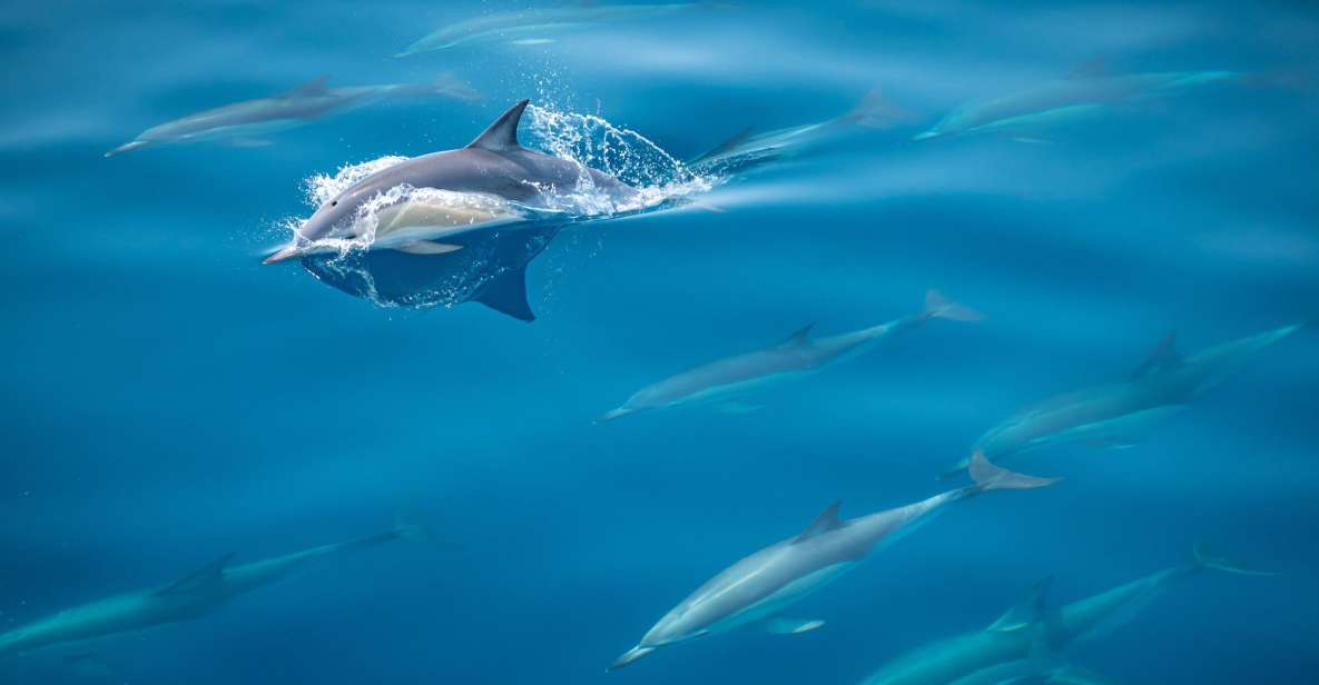 1 from tauranga half day swimming with dolphins tour From Tauranga: Half-Day Swimming With Dolphins Tour