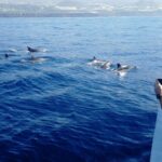1 from tazacorte fast yacht tour of la palma From Tazacorte: Fast Yacht Tour of La Palma