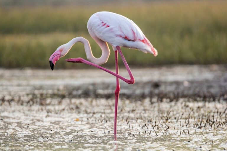 From Valencia: Private Albufera Van Tour With Boat Ride