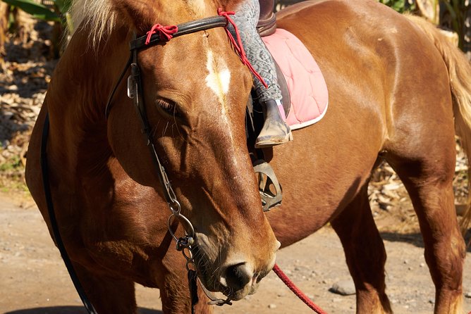 Fruit Farm Horse Riding