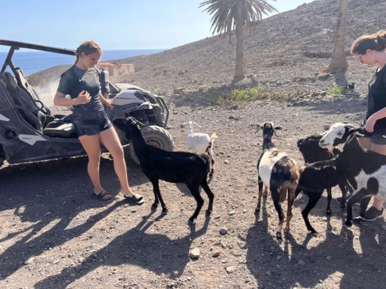 Fuerteventura : Buggy Tour in the South of the Island