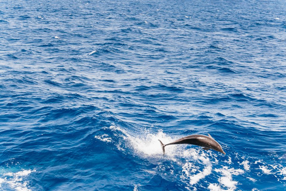 1 fuerteventura glass bottom boat cruise with lunch drinks Fuerteventura: Glass Bottom Boat Cruise With Lunch & Drinks