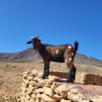 1 fuerteventura guided trekking tour with island goats Fuerteventura: Guided Trekking Tour With Island Goats