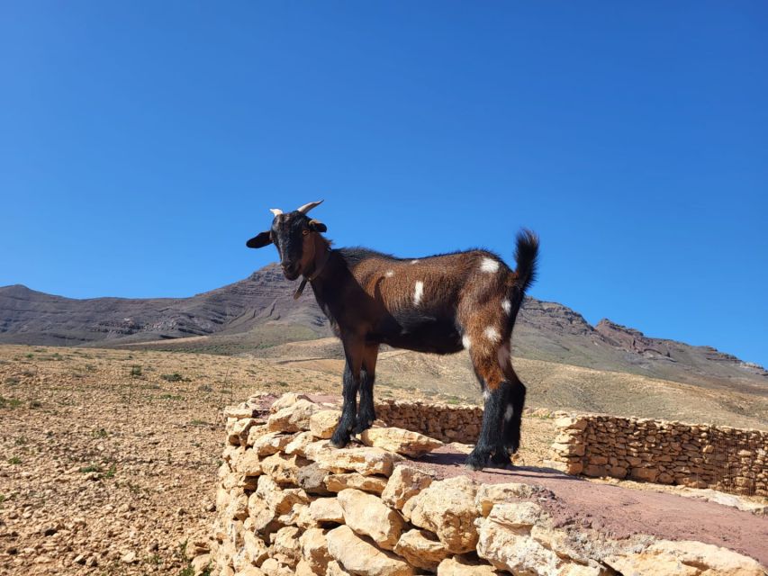 1 fuerteventura guided trekking tour with island goats Fuerteventura: Guided Trekking Tour With Island Goats